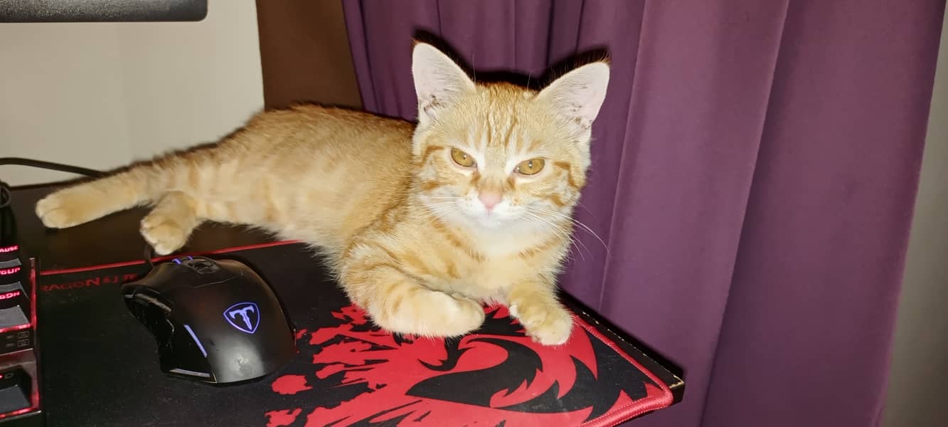 Orange Persian Cat (Kitten) 10