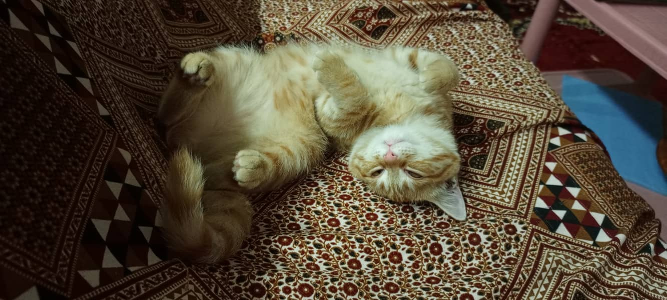 Orange Persian Cat (Kitten) 1