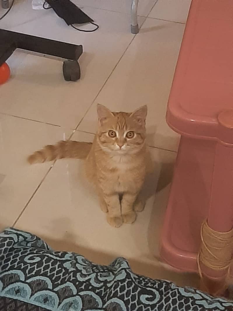 Orange Persian Cat (Kitten) 5
