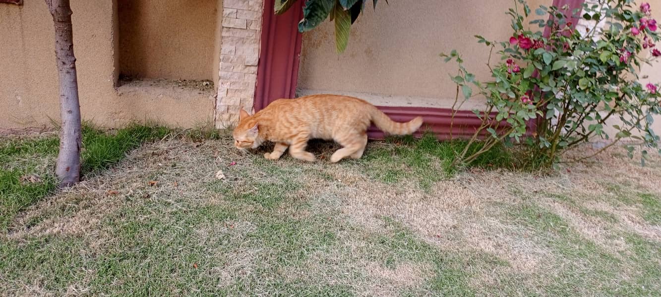 Orange Persian Cat (Kitten) 6