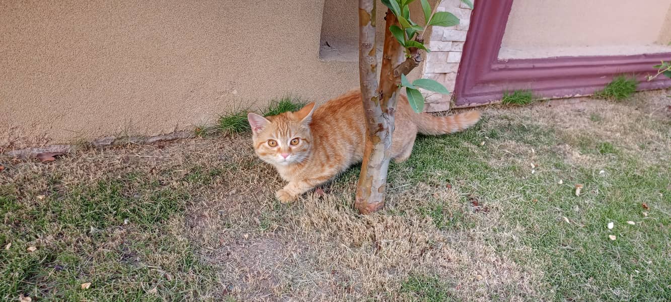 Orange Persian Cat (Kitten) 7