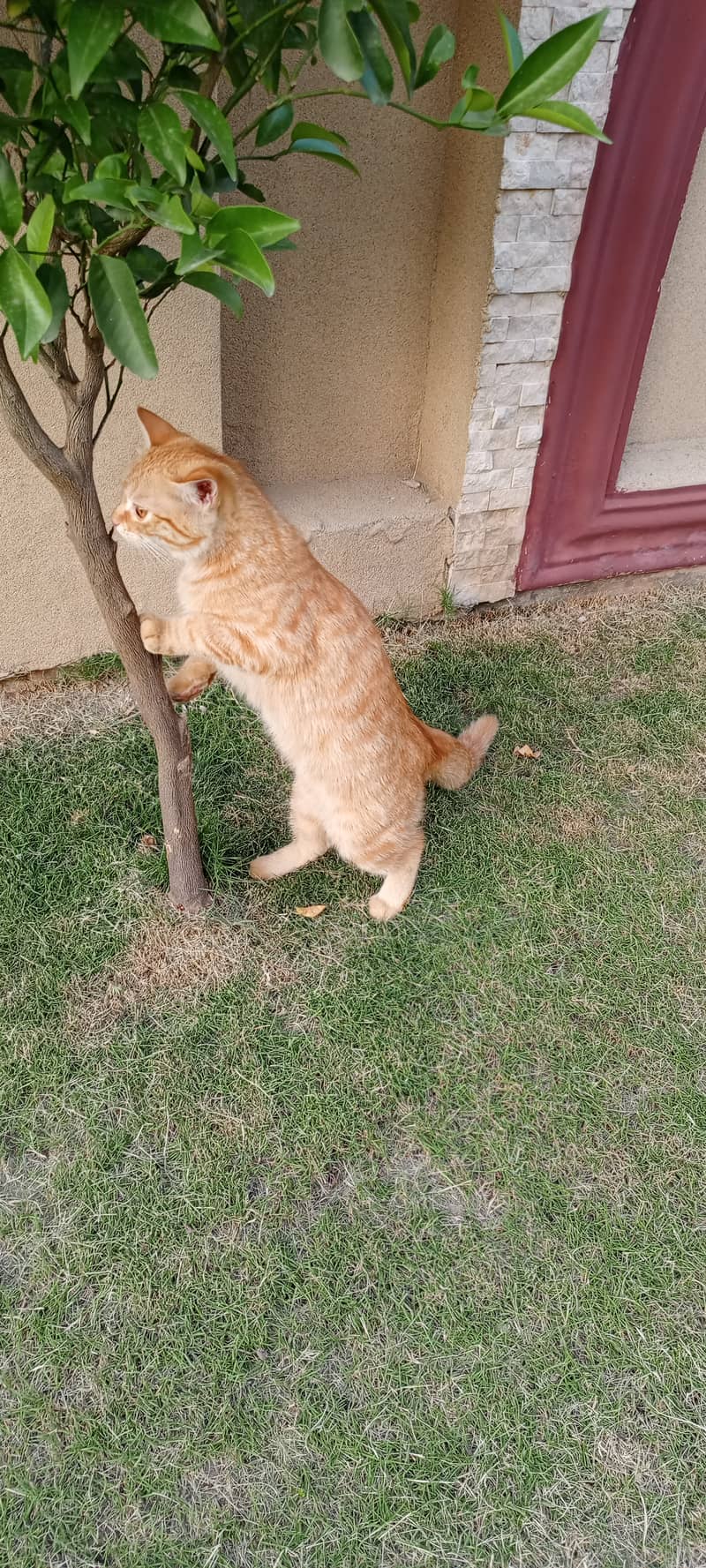 Orange Persian Cat (Kitten) 8