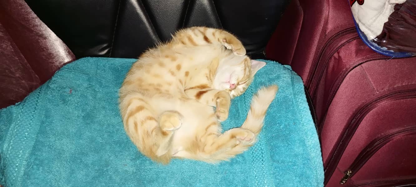 Orange Persian Cat (Kitten) 9