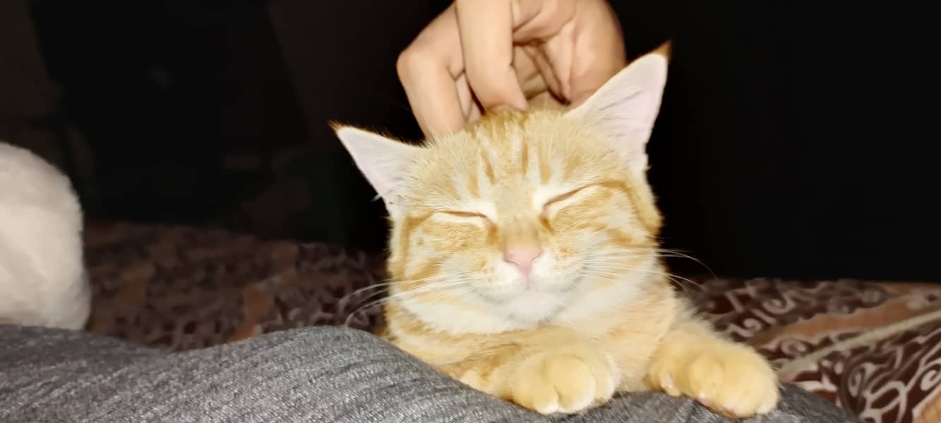 Orange Persian Cat (Kitten) 3