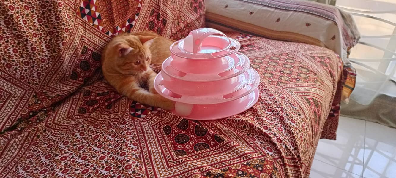 Orange Persian Cat (Kitten) 11