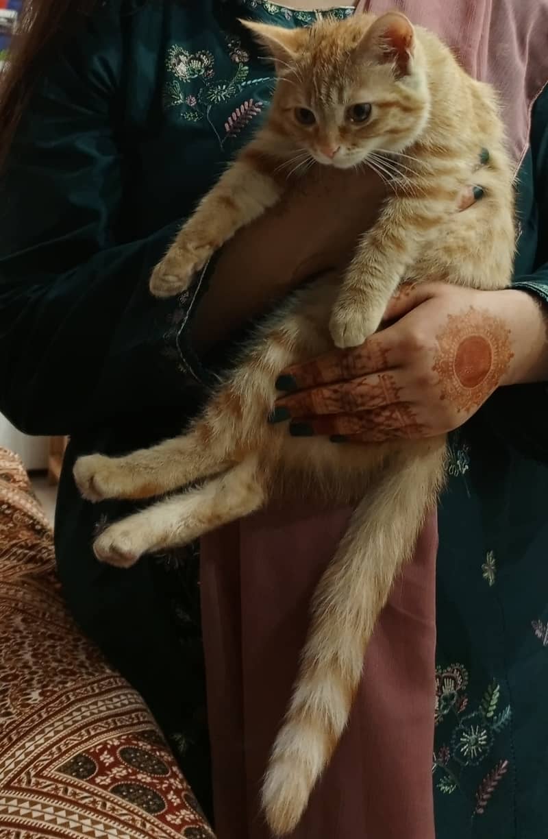 Orange Persian Cat (Kitten) 12