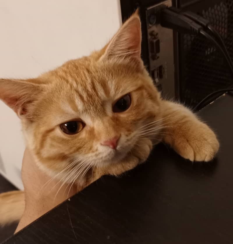 Orange Persian Cat (Kitten) 13