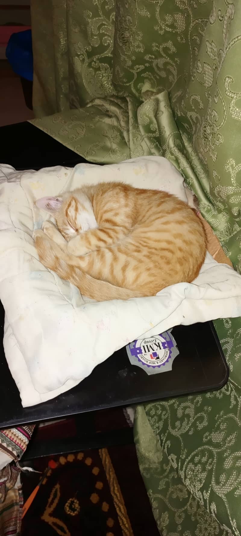 Orange Persian Cat (Kitten) 14