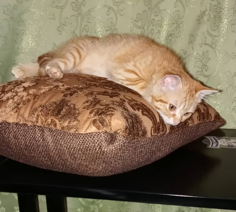 Orange Persian Cat (Kitten) 15