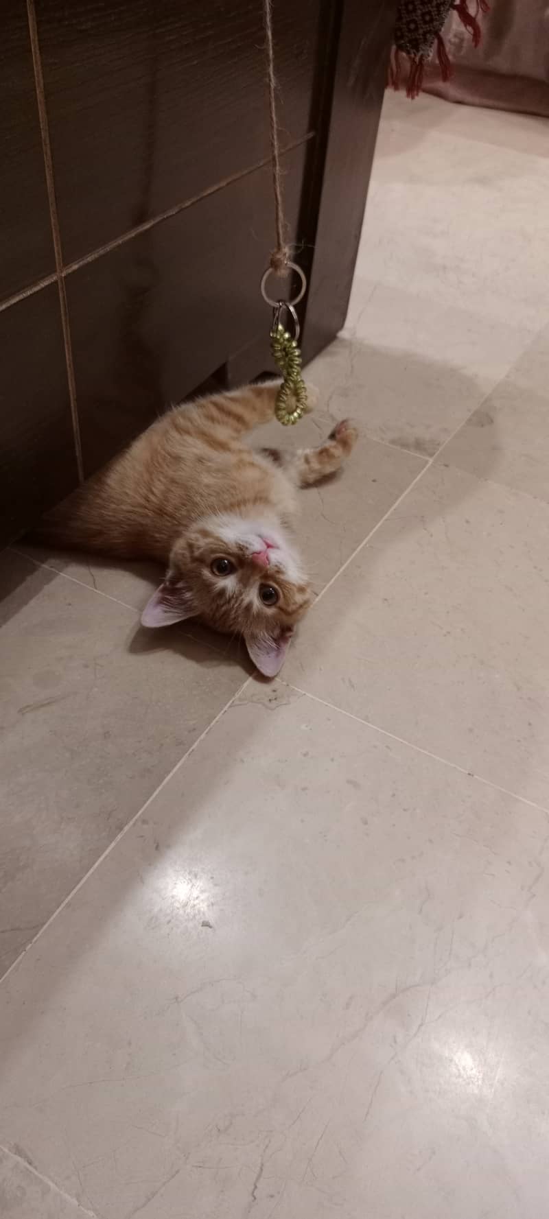 Orange Persian Cat (Kitten) 16