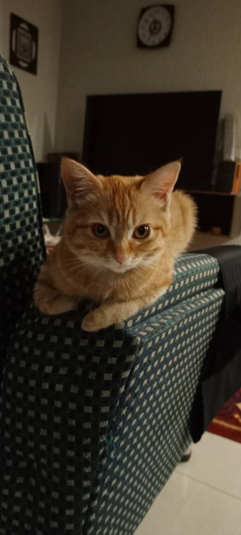 Orange Persian Cat (Kitten) 17