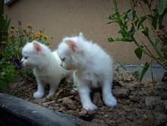 30 days old kitten double coat blue eyes pearl white color