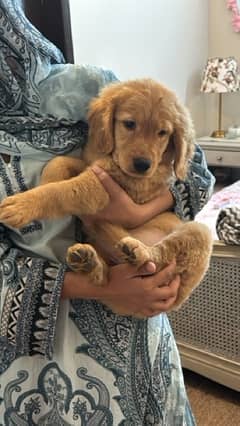 Golden Retriever Puppy (Male) - 2.5 months old. 0