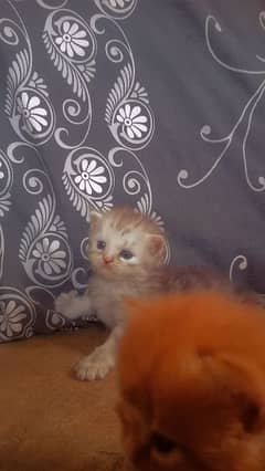 persion cat kitten