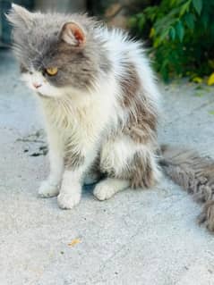 Persian Cat 7 to 8 months old