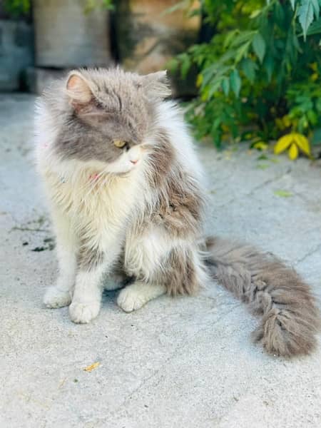 Persian Cat 7 to 8 months old 2