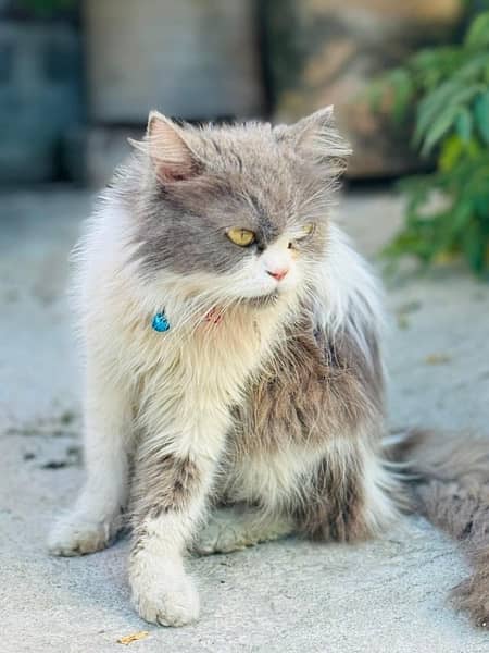 Persian Cat 7 to 8 months old 5