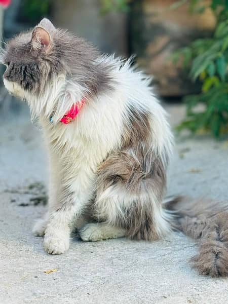 Persian Cat 7 to 8 months old 7
