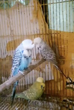 Exhibition budgie 1 Pair and 1 male