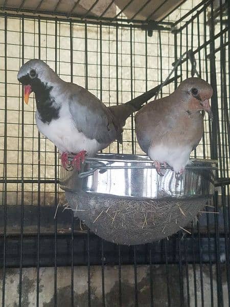 Cape  Dove  Pairs  For Sale   کیپ ڈوو جوڑے 3