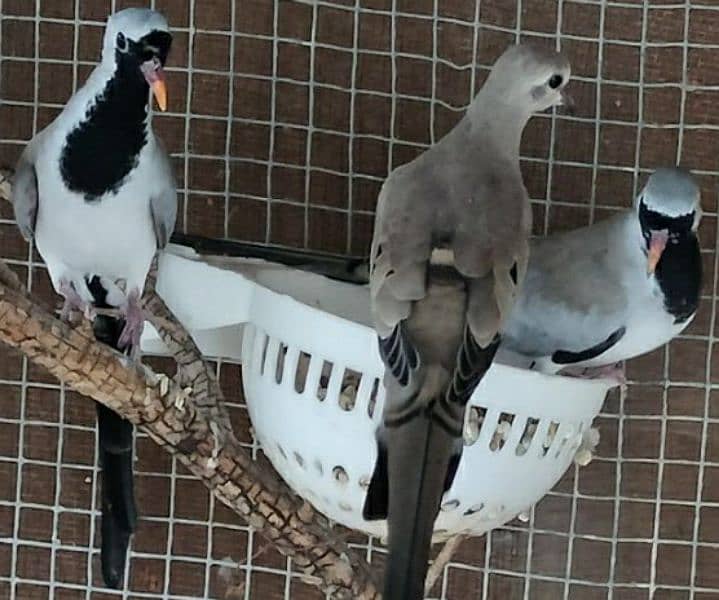 Cape  Dove  Pairs  For Sale   کیپ ڈوو جوڑے 4