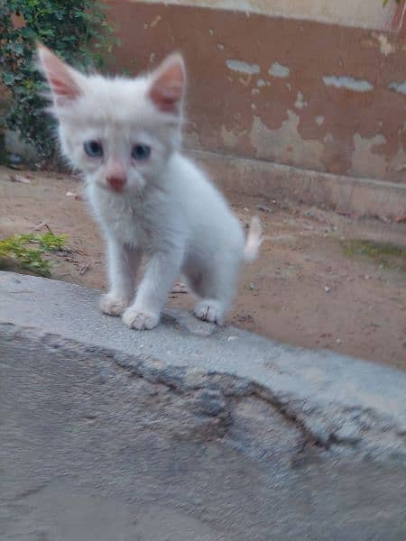 Persian kitten 3