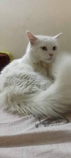white persian tripple coated cat