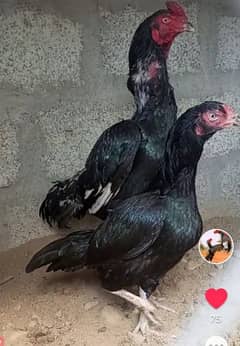 Mushka Lasani Chicks