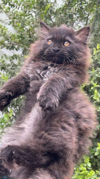 White female ,Brown Male persian Cat and black kitten 4