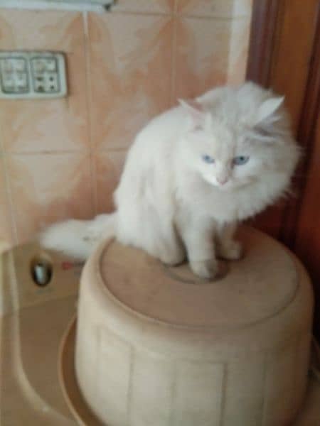 cute white kitten of cat cute nd adorable,they hve same age 0