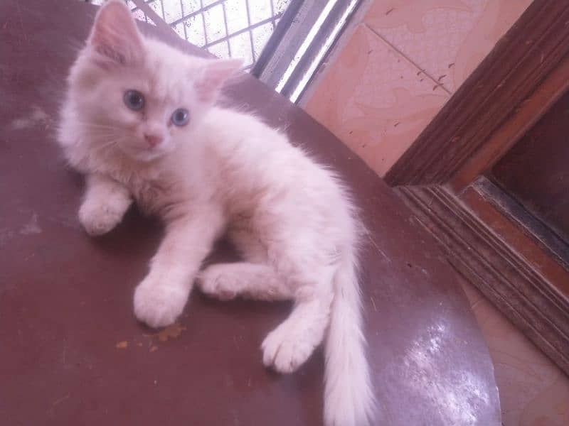 cute white kitten of cat cute nd adorable,they hve same age 3