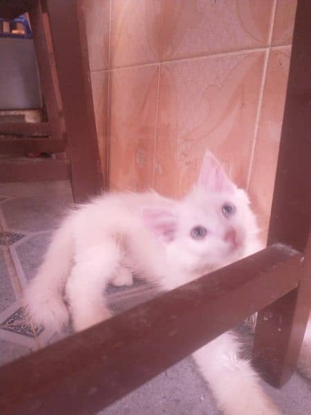 cute white kitten of cat cute nd adorable,they hve same age 4