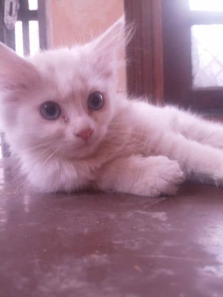 cute white kitten of cat cute nd adorable,they hve same age 5