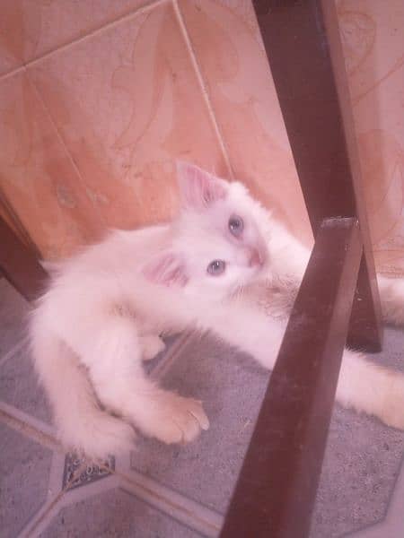 cute white kitten of cat cute nd adorable,they hve same age 6