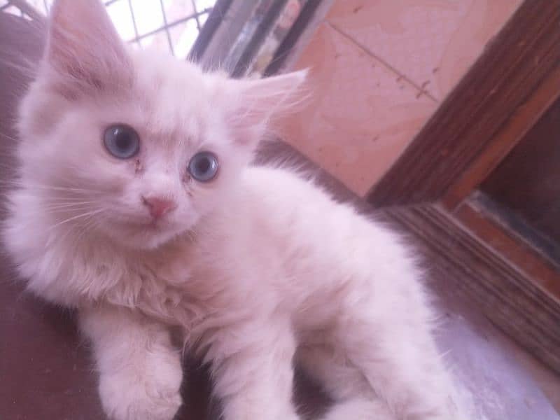 cute white kitten of cat cute nd adorable,they hve same age 7