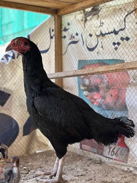 Aseel hens available with chicks 1