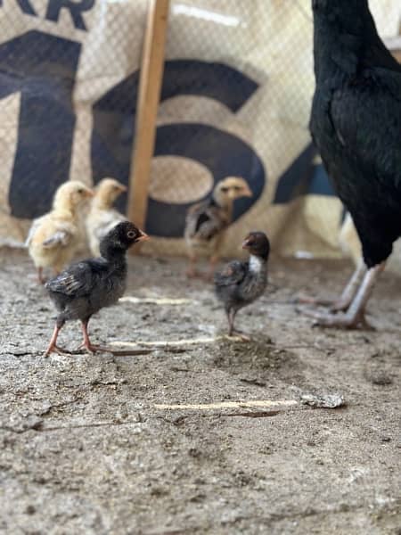 Aseel hens available with chicks 3