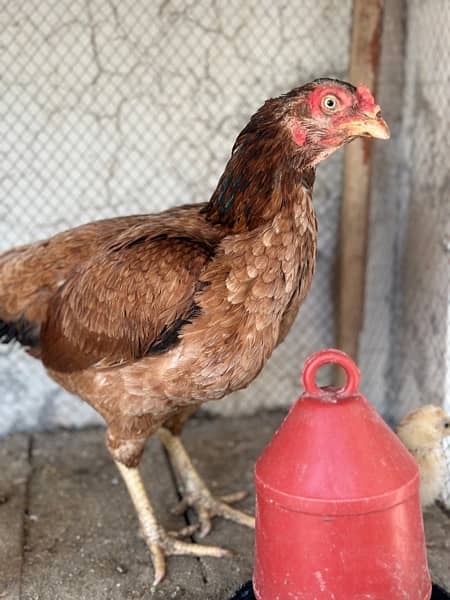 Aseel hens available with chicks 4