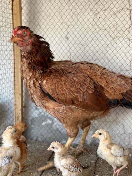 Aseel hens available with chicks 5