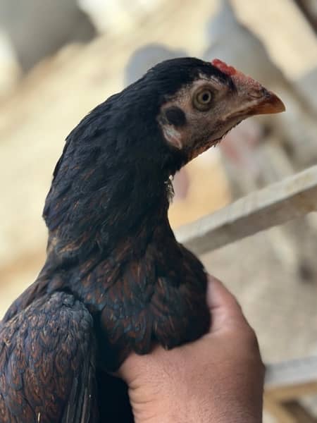 Aseel hens available with chicks 6