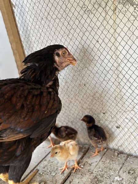 Aseel hens available with chicks 7