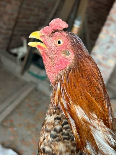 Aseel hens available with chicks 9