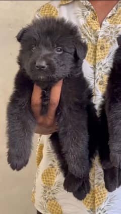 German Shepherd Puppy and Adult Male And female for sale