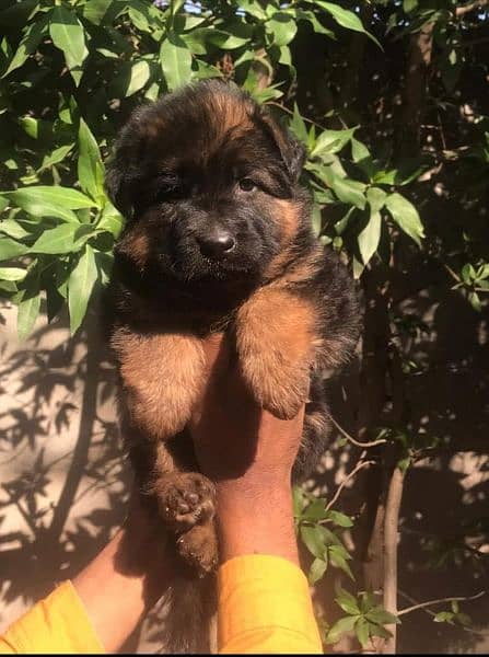German Shepherd Puppy and Adult Male And female for sale 1