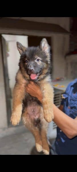 German Shepherd Puppy and Adult Male And female for sale 2