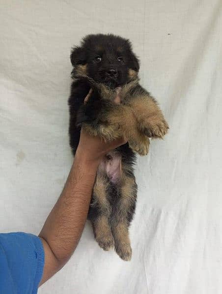 German Shepherd Puppy and Adult Male And female for sale 3