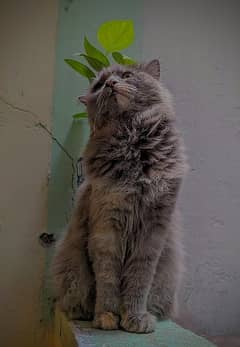 persian Cat female Age 1 Year