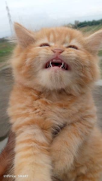 Pure Persian Punch face Cute Cute kittens cat babies for sale 2