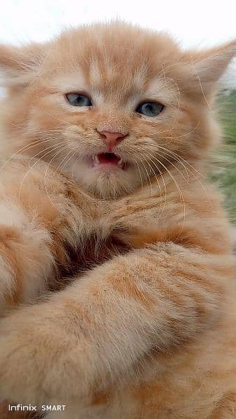 Pure Persian Punch face Cute Cute kittens cat babies for sale 3