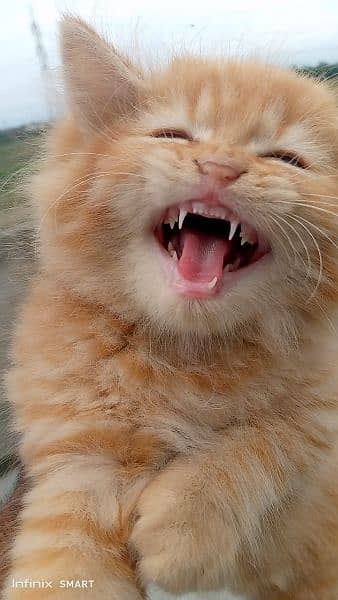 Pure Persian Punch face Cute Cute kittens cat babies for sale 4